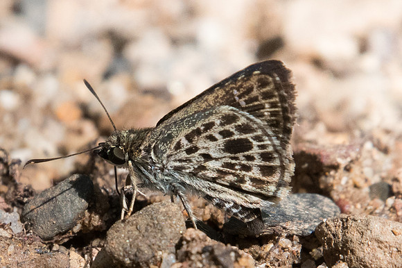 Sovia albipectus-2126 - Chiang Dao - 16/11/23
