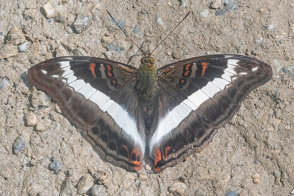 Limenitis dudu secius-1334 - Chiang Dao - 16/11/23