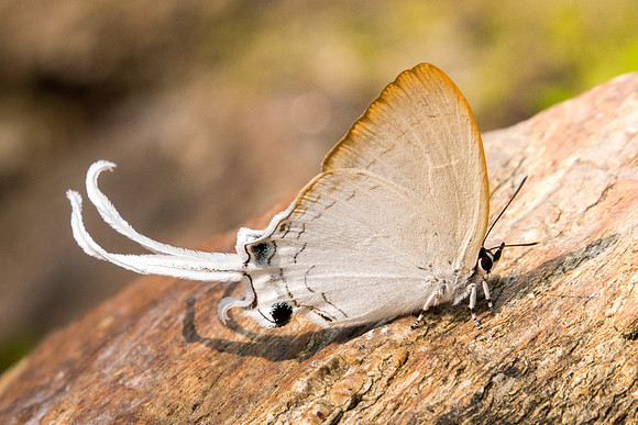 Cheritra freja evansi-9986 - Doi-Suthep - 7/03/23