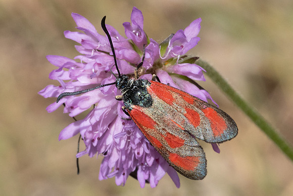 Zygaena loti ♀-8465