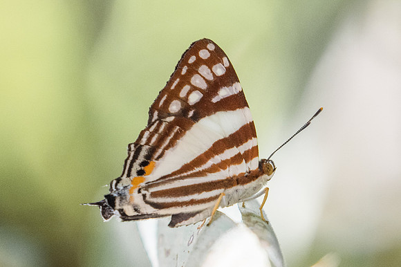 Dodona deodata-0908  - Doi-Suthep - 13/11/23
