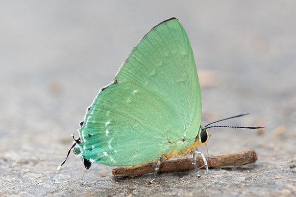 Artipe eryx-6207  - Doi-Suthep - 26/03/24