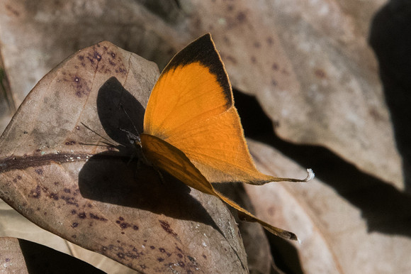 Loxura atymnus continentalis-2403 - Chiang Dao - 15/11/23