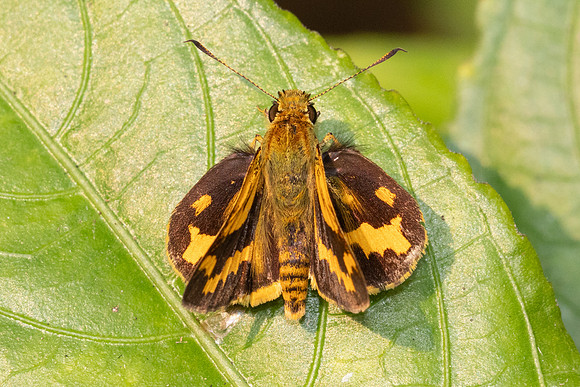 Potanthus nesta-2104  - Chiang Dao - 18/03/24