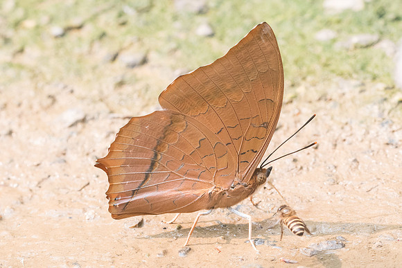 Charaxes aristogiton aristogiton-8909- Chiang Dao  - 11/03/23