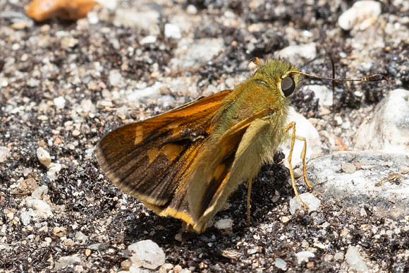 Ochlodes brahma - 4983  - Doi Inthanon - 23/03/24