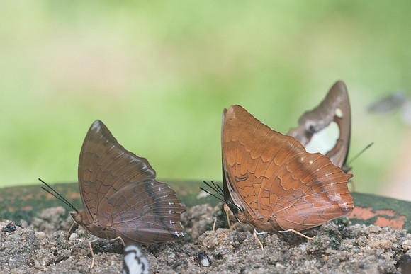 Charaxes-8805 -  Chiang dao 15/11/23