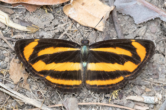 Neptis miah-1553 - Chiang Dao - 17/03/24