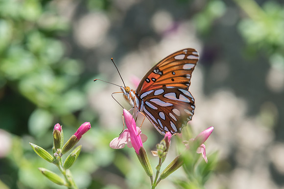 Agraulis vanillae-0488