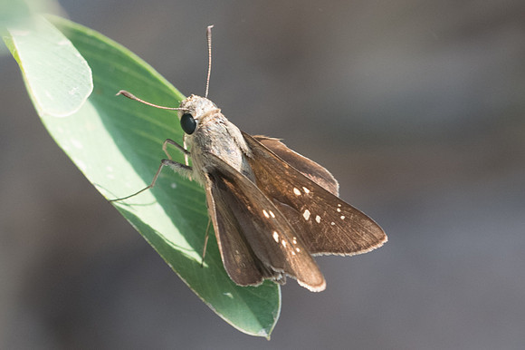 pelopidas-6247