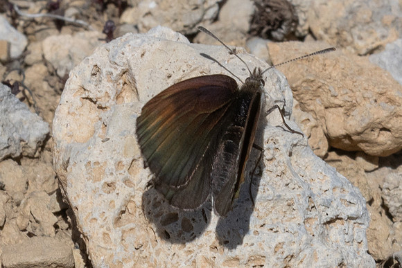 Erebia pluto-1619 - Col de l'Izoard - 25/06/25
