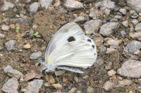 Artogeia canidia-9528 - Chiang Dao - 11/03/23