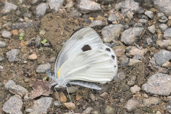 Artogeia canidia-9528 - Chiang Dao - 11/03/23
