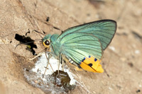 Choaspes benjaminii-1874 - Chiang Dao - 19/03/25