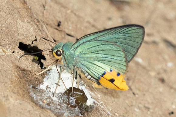 Choaspes benjaminii-1874 - Chiang Dao - 19/03/25