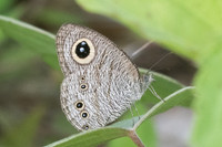 Ypthima baldus newboldi-7402 - Koh Samui - 16/03/23