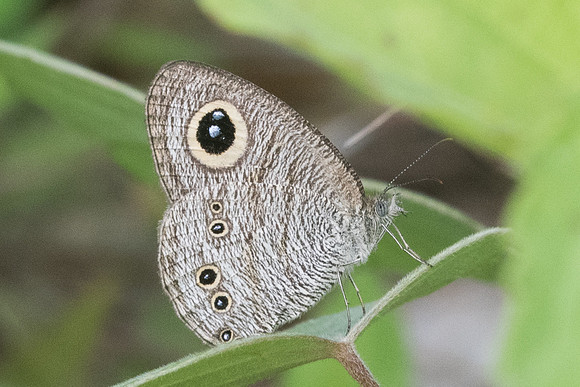 Ypthima baldus newboldi-7402 - Koh Samui - 16/03/23