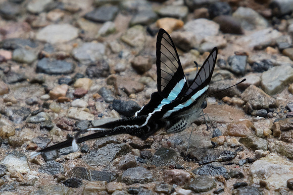 Lamproptera meges-Chiang Dao -14/11/23 8330