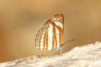 Neptis soma-3647 - Chiang Dao - 7/02/26