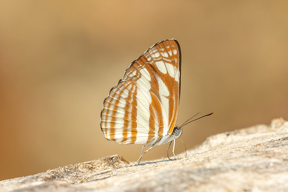 Neptis soma-3647 - Chiang Dao - 7/02/26