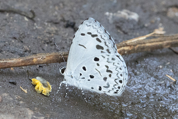 Acytolepis puspa gisca-6040 - Doi-Suthep - 26/03/24