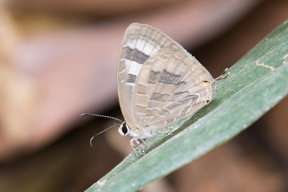 Jamides pura ou celeno-1045 - Doi Suthep - 7/03/23