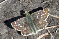 Pyrgus alveus-2216 - Cervieres-26/06/25