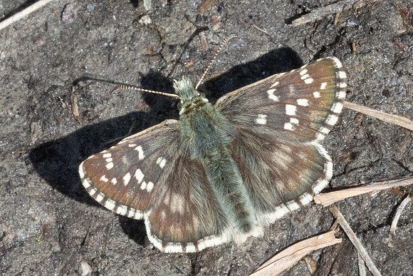 Pyrgus alveus-2216 - Cervieres-26/06/25