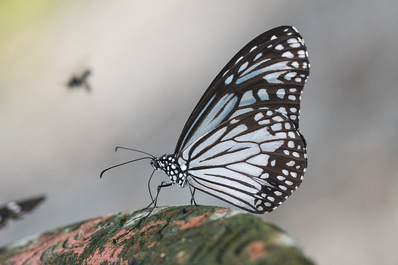 Parantica aglea melanoides-1448  - Chiang Dao - 16/11/23