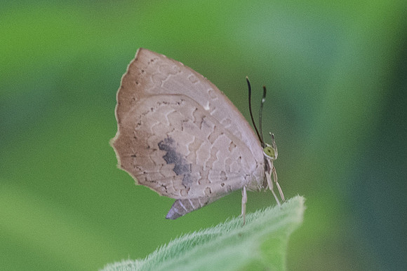 Miletus shania-3361 - Chiang Rai - 20/11/23