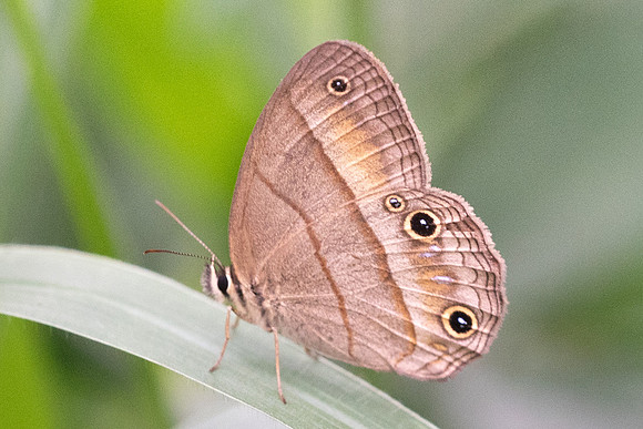 Cissia pompilia -1648 - Messa de los santos - 14/05/19