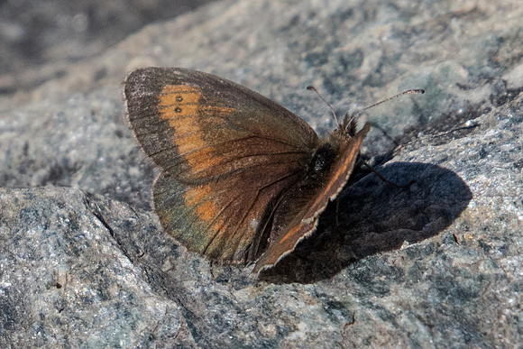Erebia mnestra-6936 - Termignon - 15/07/22