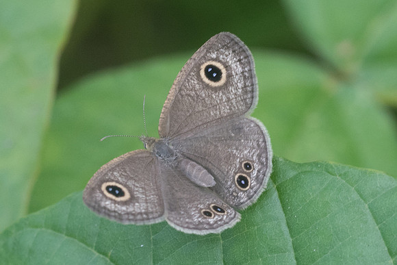 Ypthima huebneri-3952 - Krabi - 22/11/23