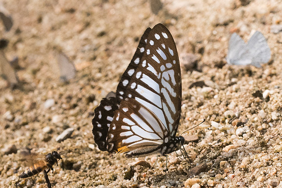 Graphium xenocles kephisos-9586 - Chiang Dao - 11/03/23