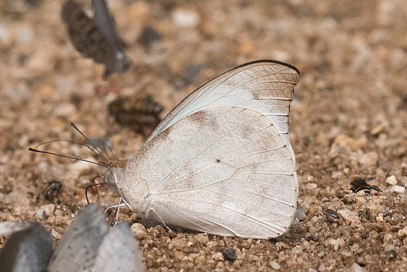 Appias lalassis -0068 - Chiang Dao - 11/03/23