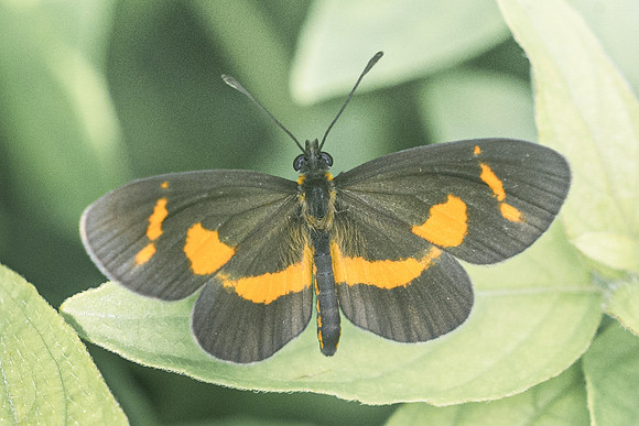 Microtia elva-1839