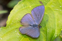 Ionolyce helicon id--0458 - Chiang Dao - 16/03/24