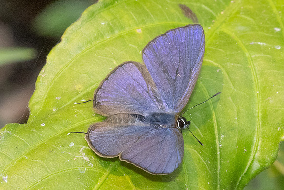 Ionolyce helicon id--0458 - Chiang Dao - 16/03/24