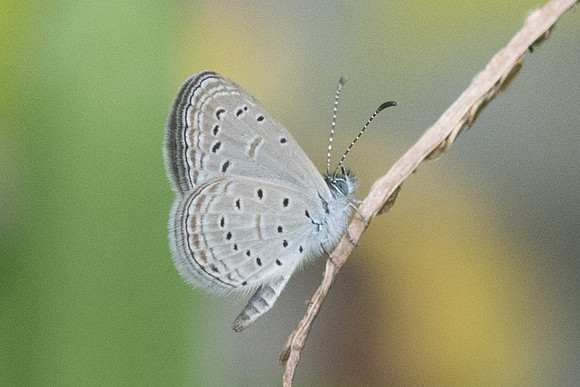 Zizula hylax-4306 - Krabi - 23/11/23