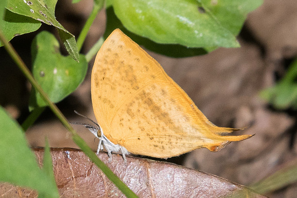 Loxura atymnus continentalis-0616 - Chiang Dao - 16/11/23