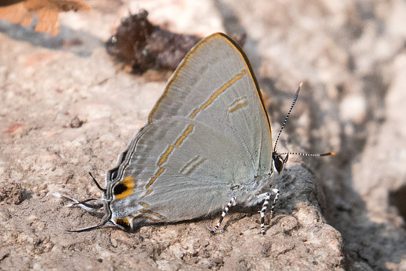 Hypolycaena erylus teatus-3020 Doi-Suthep 8/03/23