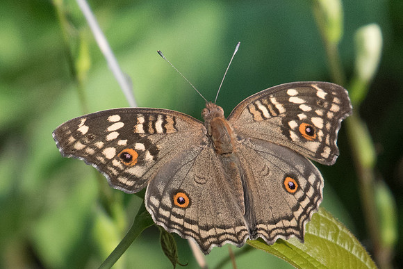 Junonia lemonias-9552 Koh Samui - 16/03/23