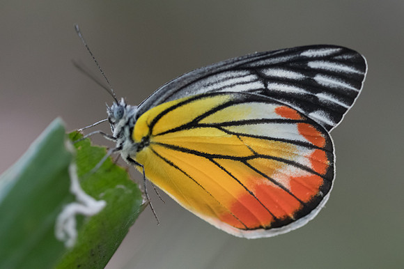 Delias hyparete-4122 - Bangkok - 30/11/22