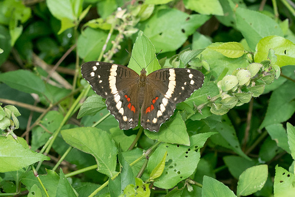 Anartia fatima-2171