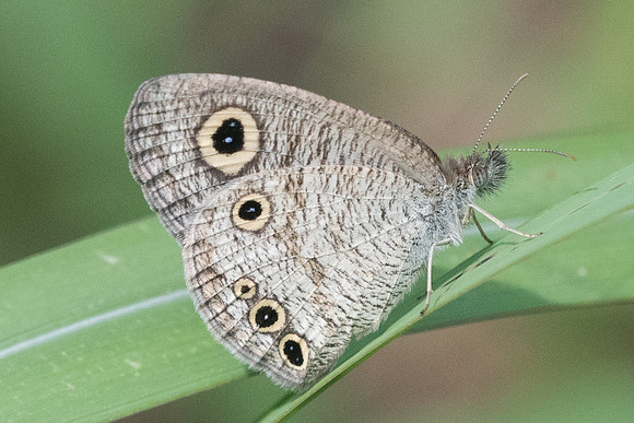 Ypthima huebneri -2584 - Chiang Rai - 18/11/23
