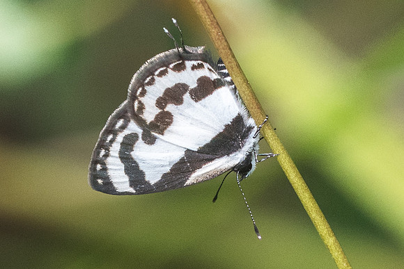Caleta roxus pothus-8068 - Koh Samui - 16/03/23