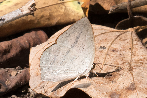 Curetis acuta - 1453 - Doi-Suthep - 7/03/23