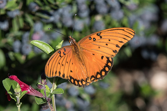 Agraulis vanillae-0499