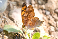 Vagrans sinha sinha-1876 - Chiang dao - 11/03/23