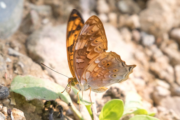 Vagrans sinha sinha-1876 - Chiang dao - 11/03/23